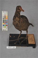 藏品(紅冠水雞)的圖片